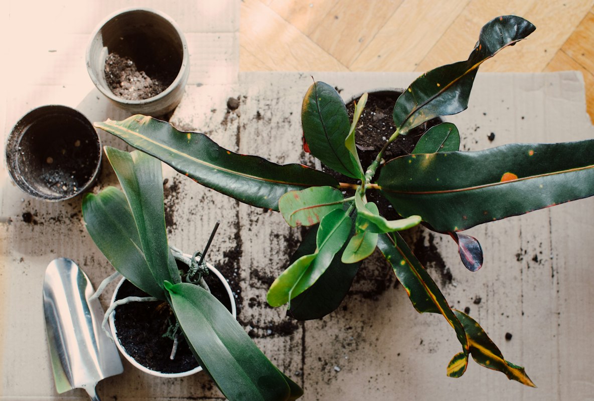 Sansevieria trifasciata - pianta resistente e decorativa
