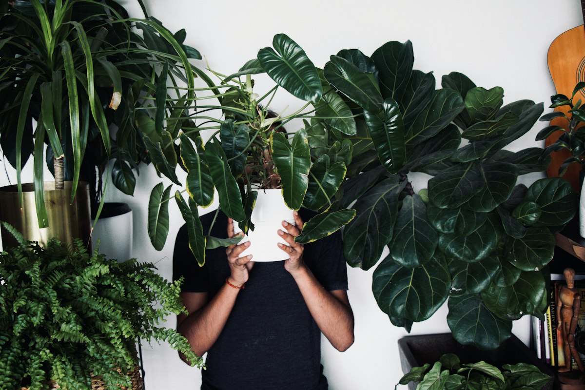 ZZ plant - pianta ornamentale resistentissima