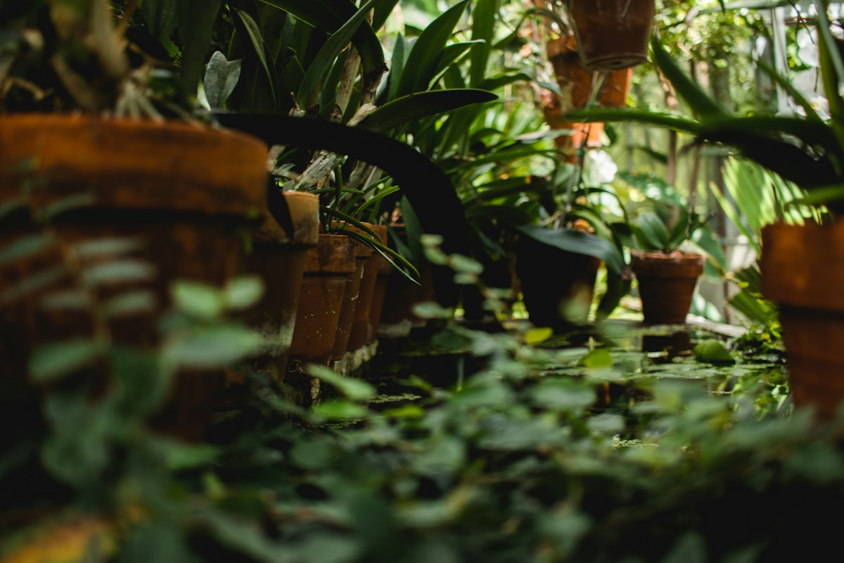 Monstera deliciosa - pianta dalle grandi foglie bucate