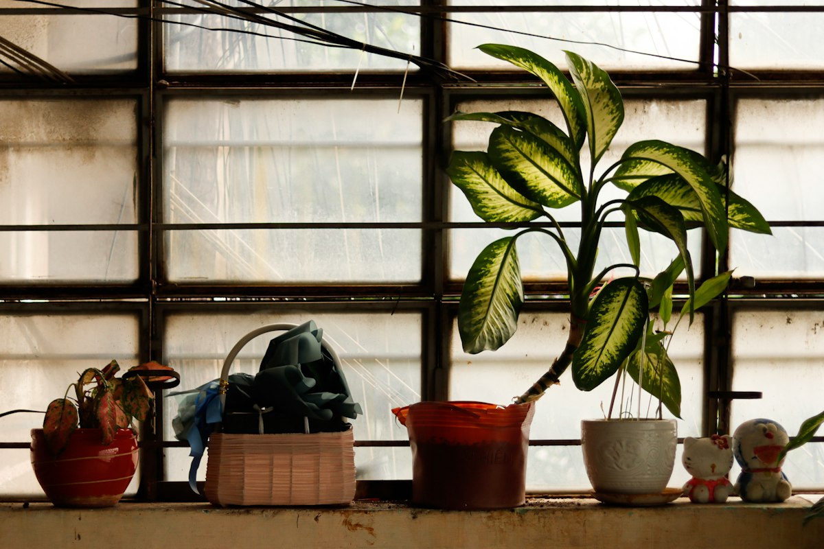 Spider plant - pianta con foglie lunghe e sottili